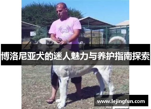 博洛尼亚犬的迷人魅力与养护指南探索